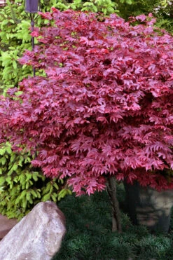 Adrian's Compact Japanese Maple - 3 Gallon Pot