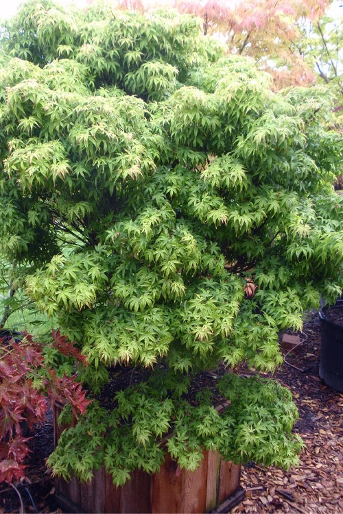 Akita Yatsubusa DwarfJapanese Maple - 1 Gallon Pot 3 Akita Yatsubusa DwarfJapanese Maple - 1 Gallon Pot