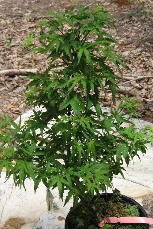 Akita Yatsubusa DwarfJapanese Maple - 1 Gallon Pot 8 Akita Yatsubusa DwarfJapanese Maple - 1 Gallon Pot - Image 6
