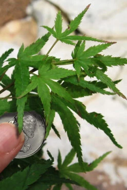 Akita Yatsubusa DwarfJapanese Maple - 7 Gallon Pot -Wilson Bros Garden acer palmatum akita yatsubusa japanese maple 4 1