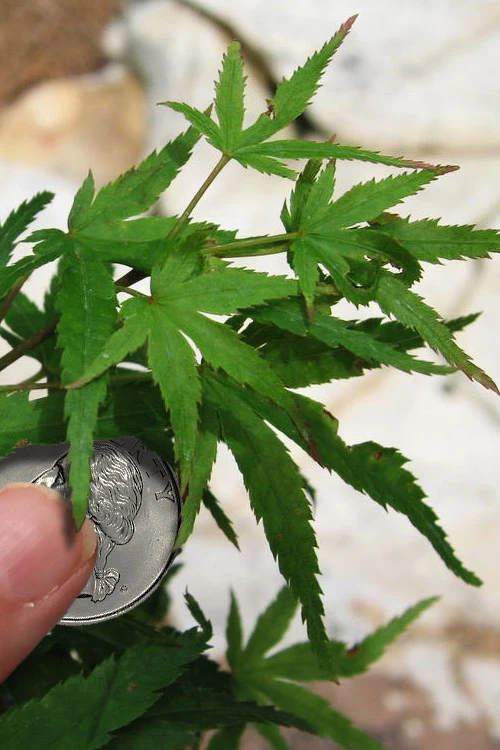 Akita Yatsubusa DwarfJapanese Maple - 1 Gallon Pot 10 Akita Yatsubusa DwarfJapanese Maple - 1 Gallon Pot - Image 8