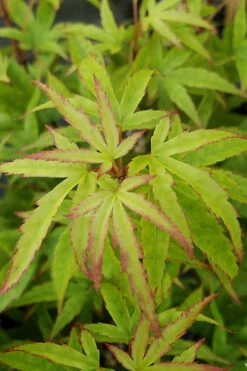 Akita Yatsubusa DwarfJapanese Maple - 1 Gallon Pot 16 Akita Yatsubusa DwarfJapanese Maple - 1 Gallon Pot -Wilson Bros Garden acer palmatum akita yatsubusa japanese maple 5