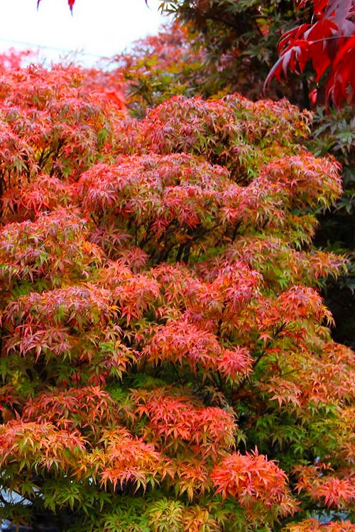 Akita Yatsubusa DwarfJapanese Maple - 1 Gallon Pot 7 Akita Yatsubusa DwarfJapanese Maple - 1 Gallon Pot - Image 5