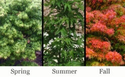 Akita Yatsubusa DwarfJapanese Maple - 7 Gallon Pot -Wilson Bros Garden acer palmatum akita yatsubusa japanese maple 7 1