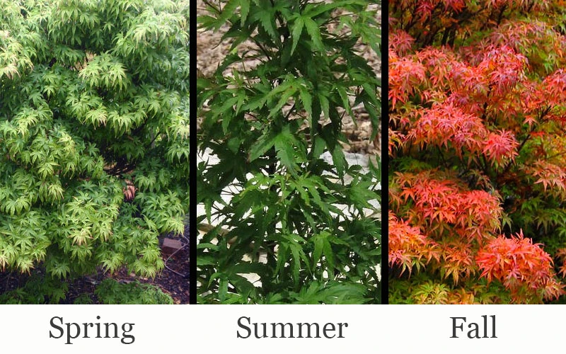 Akita Yatsubusa DwarfJapanese Maple - 1 Gallon Pot 6 Akita Yatsubusa DwarfJapanese Maple - 1 Gallon Pot - Image 4