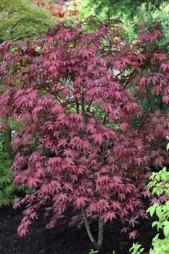 Amagi Shigure Japanese Maple - 3 Gallon Pot -Wilson Bros Garden acer palmatum amagi shigure japanese maple 1