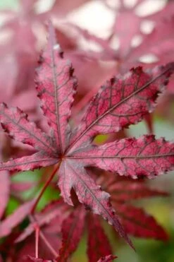 Amagi Shigure Japanese Maple - 3 Gallon Pot -Wilson Bros Garden acer palmatum amagi shigure japanese maple 2