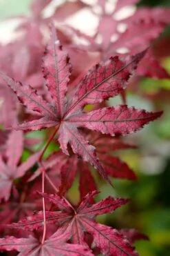 Amagi Shigure Japanese Maple - 3 Gallon Pot -Wilson Bros Garden acer palmatum amagi shigure japanese maple 3