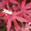 Amagi Shigure Japanese Maple - 3 Gallon Pot -Wilson Bros Garden acer palmatum amagi shigure japanese maple 5