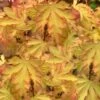 Anne Irene Japanese Maple - 3 Gallon Pot 2 Anne Irene Japanese Maple - 3 Gallon Pot -Wilson Bros Garden acer palmatum anne irene japanese maple 2
