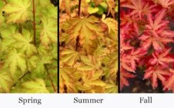 Anne Irene Japanese Maple - 3 Gallon Pot 13 Anne Irene Japanese Maple - 3 Gallon Pot -Wilson Bros Garden acer palmatum anne irene japanese maple 6