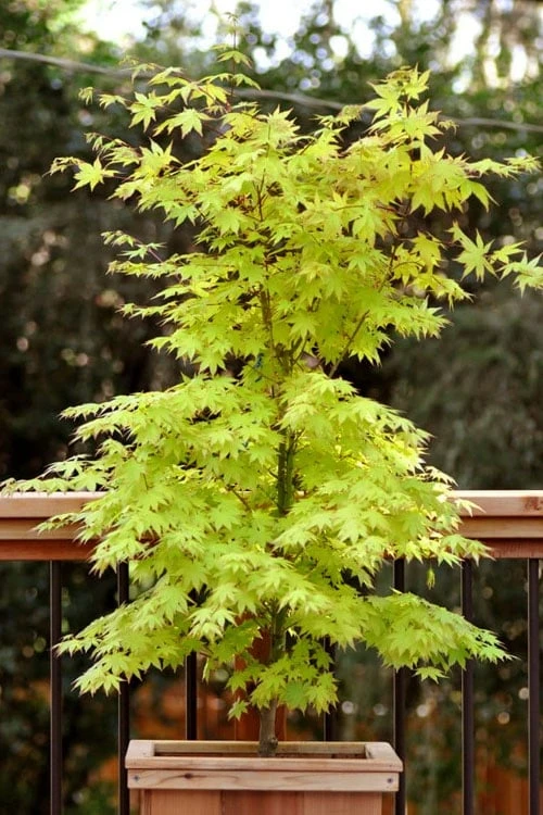 Anne Irene Japanese Maple - 3 Gallon Pot 8 Anne Irene Japanese Maple - 3 Gallon Pot - Image 6