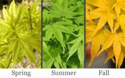 Aoyagi Japanese Maple (Ukon) - 5 Gallon Pot 11 Aoyagi Japanese Maple (Ukon) - 5 Gallon Pot -Wilson Bros Garden acer palmatum aoyagi japanese maple 2 1