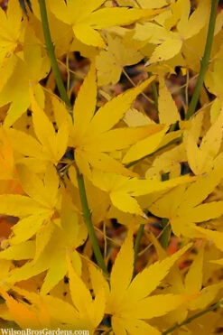Aoyagi Japanese Maple (Ukon) - 3 Gallon Pot