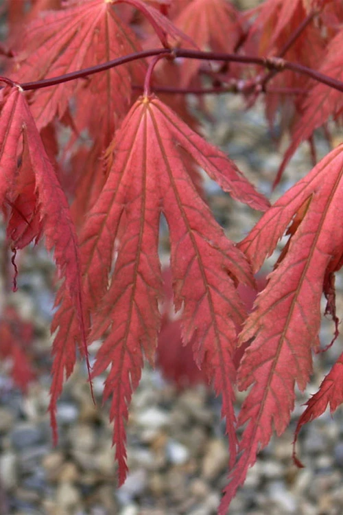Ariadne Japanese Maple - 7 Gallon Pot 7 Ariadne Japanese Maple - 7 Gallon Pot - Image 5