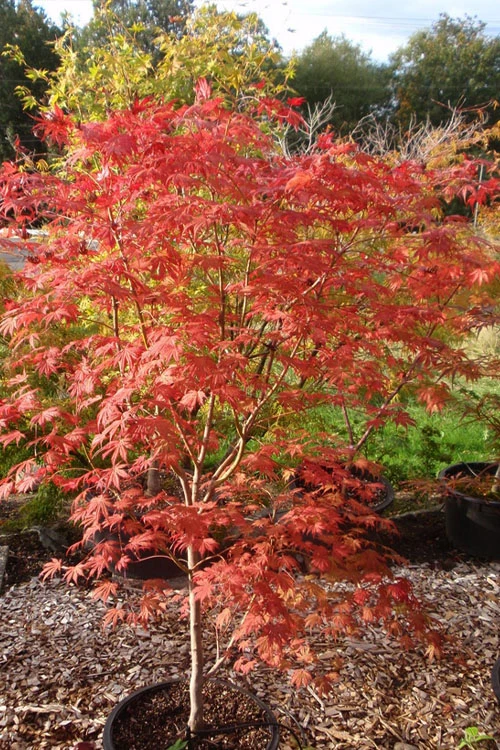 Ariadne Japanese Maple - 7 Gallon Pot 19 Ariadne Japanese Maple - 7 Gallon Pot - Image 17
