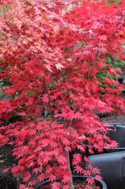 Ariadne Japanese Maple - 3 Gallon Pot 39 Ariadne Japanese Maple - 3 Gallon Pot -Wilson Bros Garden acer palmatum ariadne japanese maple 11 1