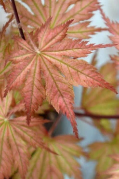 Ariadne Japanese Maple - 7 Gallon Pot 28 Ariadne Japanese Maple - 7 Gallon Pot -Wilson Bros Garden acer palmatum ariadne japanese maple 12 2