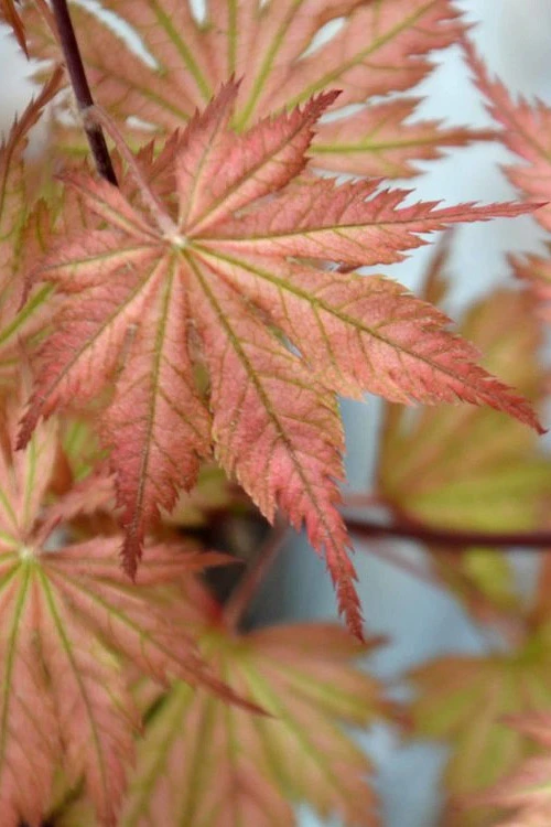 Ariadne Japanese Maple - 7 Gallon Pot 9 Ariadne Japanese Maple - 7 Gallon Pot - Image 7