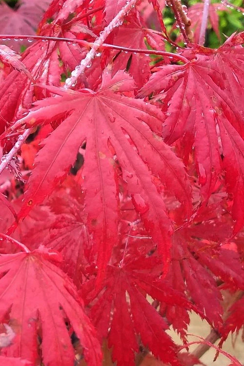 Ariadne Japanese Maple - 7 Gallon Pot 22 Ariadne Japanese Maple - 7 Gallon Pot - Image 20