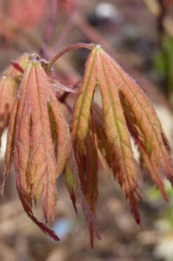 Ariadne Japanese Maple - 7 Gallon Pot 27 Ariadne Japanese Maple - 7 Gallon Pot -Wilson Bros Garden acer palmatum ariadne japanese maple 15 2