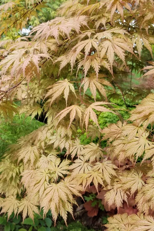 Ariadne Japanese Maple - 3 Gallon Pot 13 Ariadne Japanese Maple - 3 Gallon Pot - Image 11