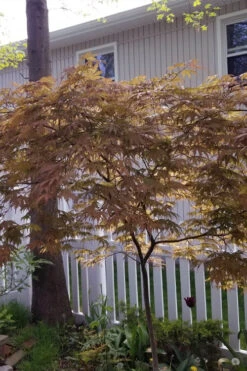 Ariadne Japanese Maple - 3 Gallon Pot 37 Ariadne Japanese Maple - 3 Gallon Pot -Wilson Bros Garden acer palmatum ariadne japanese maple 18 1