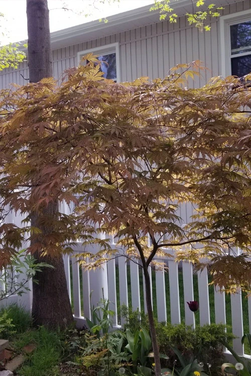 Ariadne Japanese Maple - 3 Gallon Pot 18 Ariadne Japanese Maple - 3 Gallon Pot - Image 16