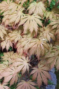 Ariadne Japanese Maple - 7 Gallon Pot 34 Ariadne Japanese Maple - 7 Gallon Pot -Wilson Bros Garden acer palmatum ariadne japanese maple 19 2