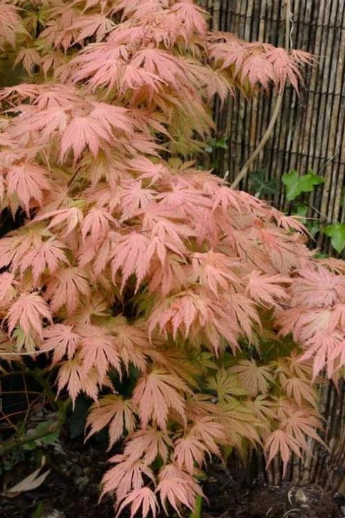 Ariadne Japanese Maple - 7 Gallon Pot 6 Ariadne Japanese Maple - 7 Gallon Pot - Image 4