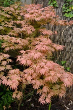 Ariadne Japanese Maple - 3 Gallon Pot