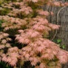 Ariadne Japanese Maple - 1 Gallon Pot -Wilson Bros Garden acer palmatum ariadne japanese maple 21