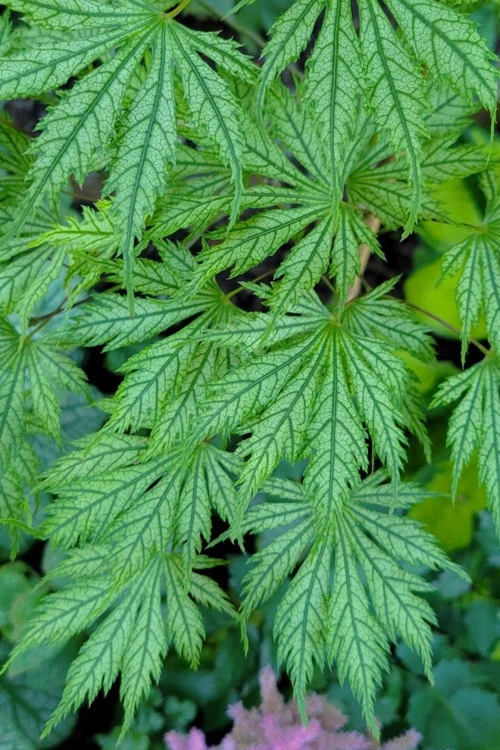 Ariadne Japanese Maple - 3 Gallon Pot 16 Ariadne Japanese Maple - 3 Gallon Pot - Image 14