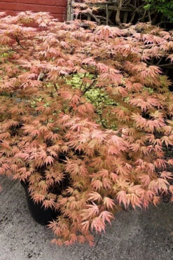 Ariadne Japanese Maple - 1 Gallon Pot -Wilson Bros Garden acer palmatum ariadne japanese maple 23