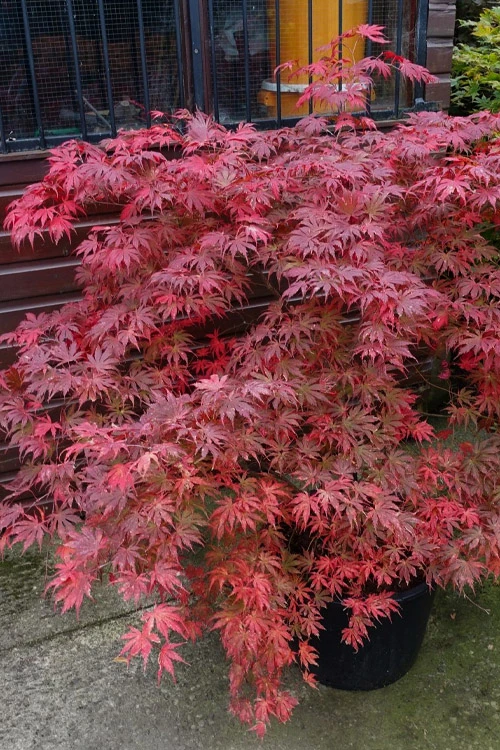 Ariadne Japanese Maple - 7 Gallon Pot 21 Ariadne Japanese Maple - 7 Gallon Pot - Image 19