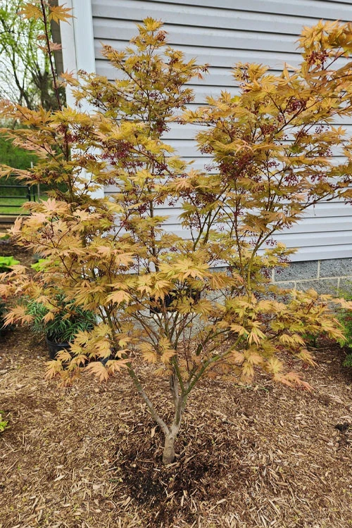 Ariadne Japanese Maple - 3 Gallon Pot 14 Ariadne Japanese Maple - 3 Gallon Pot - Image 12