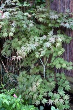 Ariadne Japanese Maple - 1 Gallon Pot -Wilson Bros Garden acer palmatum ariadne japanese maple 7