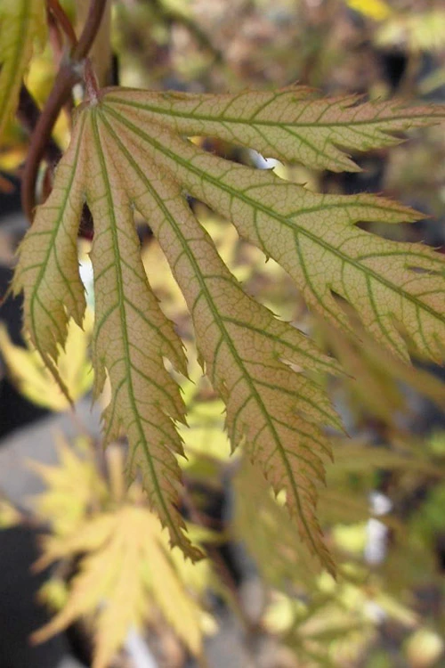 Ariadne Japanese Maple - 3 Gallon Pot 12 Ariadne Japanese Maple - 3 Gallon Pot - Image 10