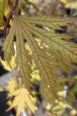 Ariadne Japanese Maple - 7 Gallon Pot 31 Ariadne Japanese Maple - 7 Gallon Pot -Wilson Bros Garden acer palmatum ariadne japanese maple 8 2