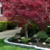Ribbon Leaf Japanese Maple (Acer Palmatum 'Atrolineare') - 3 Gallon Pot -Wilson Bros Garden acer palmatum atrolineare ribbon leaf japanese maple 1 1