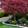 Ribbon Leaf Japanese Maple (Acer Palmatum 'Atrolineare') - 3 Gallon Pot (5-6')