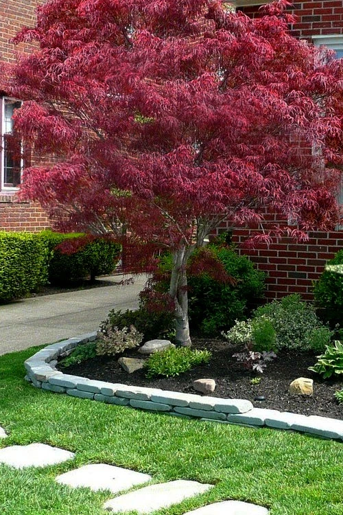 Ribbon Leaf Japanese Maple (Acer Palmatum 'Atrolineare') - 3 Gallon Pot (3-4') 3 Ribbon Leaf Japanese Maple (Acer Palmatum 'Atrolineare') - 3 Gallon Pot (3-4')