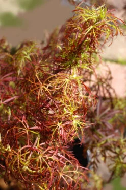 Baby Lace Japanese Maple - Single Trunk Tree Form (Acer Palmatum) - 5 Gallon Pot -Wilson Bros Garden acer palmatum baby lace japanese maple 10