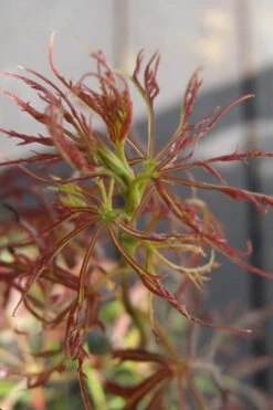 Baby Lace Japanese Maple - Single Trunk Tree Form (Acer Palmatum) - 1 Gallon Pot -Wilson Bros Garden acer palmatum baby lace japanese maple 11 1