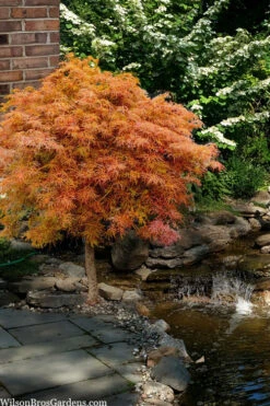 Baby Lace Japanese Maple - Single Trunk Tree Form (Acer Palmatum) - 5 Gallon Pot