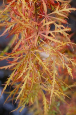 Baby Lace Japanese Maple - Single Trunk Tree Form (Acer Palmatum) - 1 Gallon Pot -Wilson Bros Garden acer palmatum baby lace japanese maple 2 1