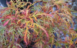 Baby Lace Japanese Maple - Single Trunk Tree Form (Acer Palmatum) - 5 Gallon Pot -Wilson Bros Garden acer palmatum baby lace japanese maple 4