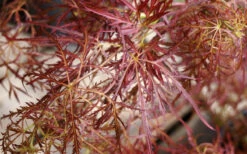Baby Lace Japanese Maple - Single Trunk Tree Form (Acer Palmatum) - 5 Gallon Pot -Wilson Bros Garden acer palmatum baby lace japanese maple 9