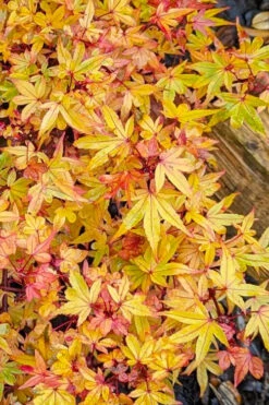 Beni Hime Dwarf Japanese Maple (Single Trunk Tree Form) - 7 Gallon Pot 18 Beni Hime Dwarf Japanese Maple (Single Trunk Tree Form) - 7 Gallon Pot -Wilson Bros Garden acer palmatum beni hime japanese maple 19