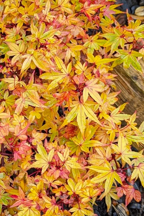 Beni Hime Dwarf Japanese Maple (Single Trunk Tree Form) - 7 Gallon Pot 9 Beni Hime Dwarf Japanese Maple (Single Trunk Tree Form) - 7 Gallon Pot - Image 7